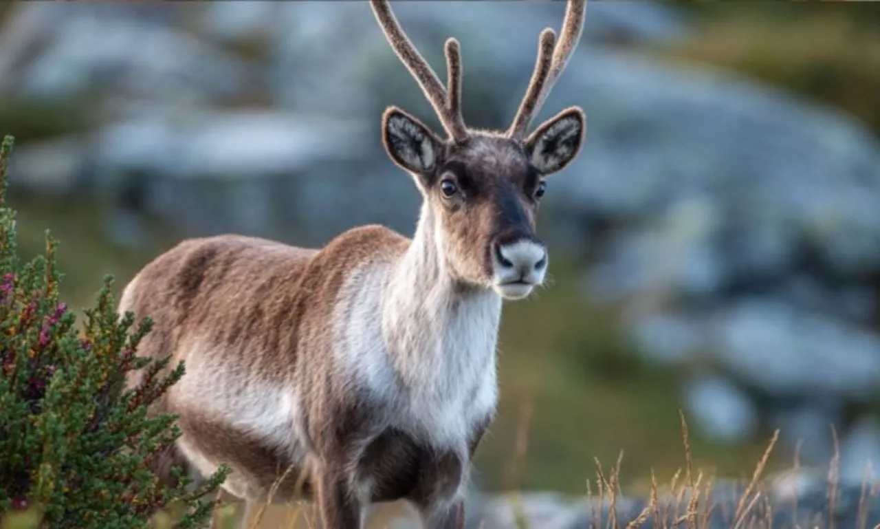 Viltnemnda: Norway’s Local Wildlife Management Board