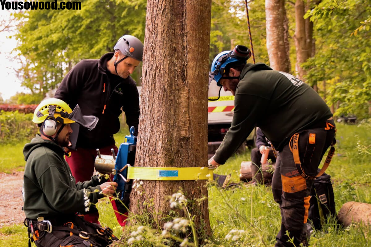 Tree Surgeon in London: A Complete Guide to Professional Tree Care, Maintenance, and Safe Tree Management
